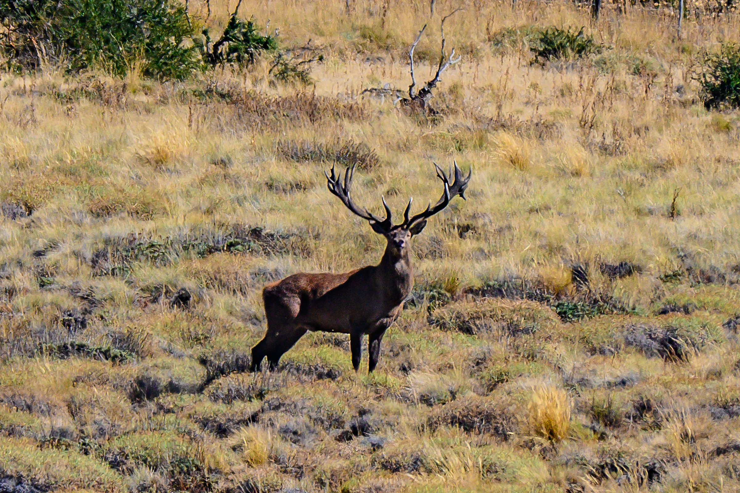 Stag in tall Patagonian grass