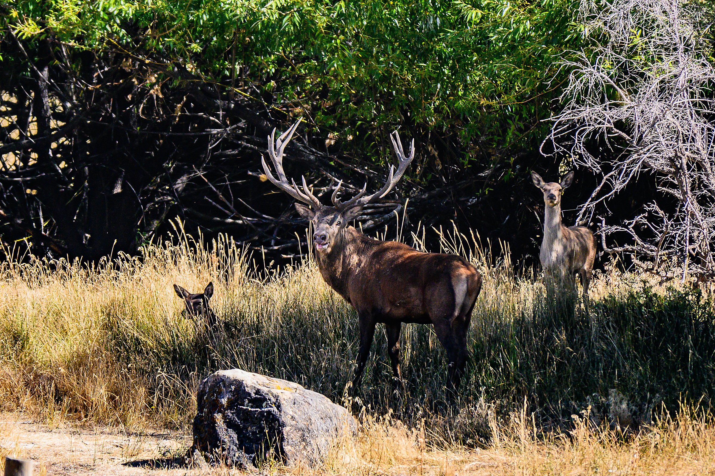 Red stag and hinds in the brush
