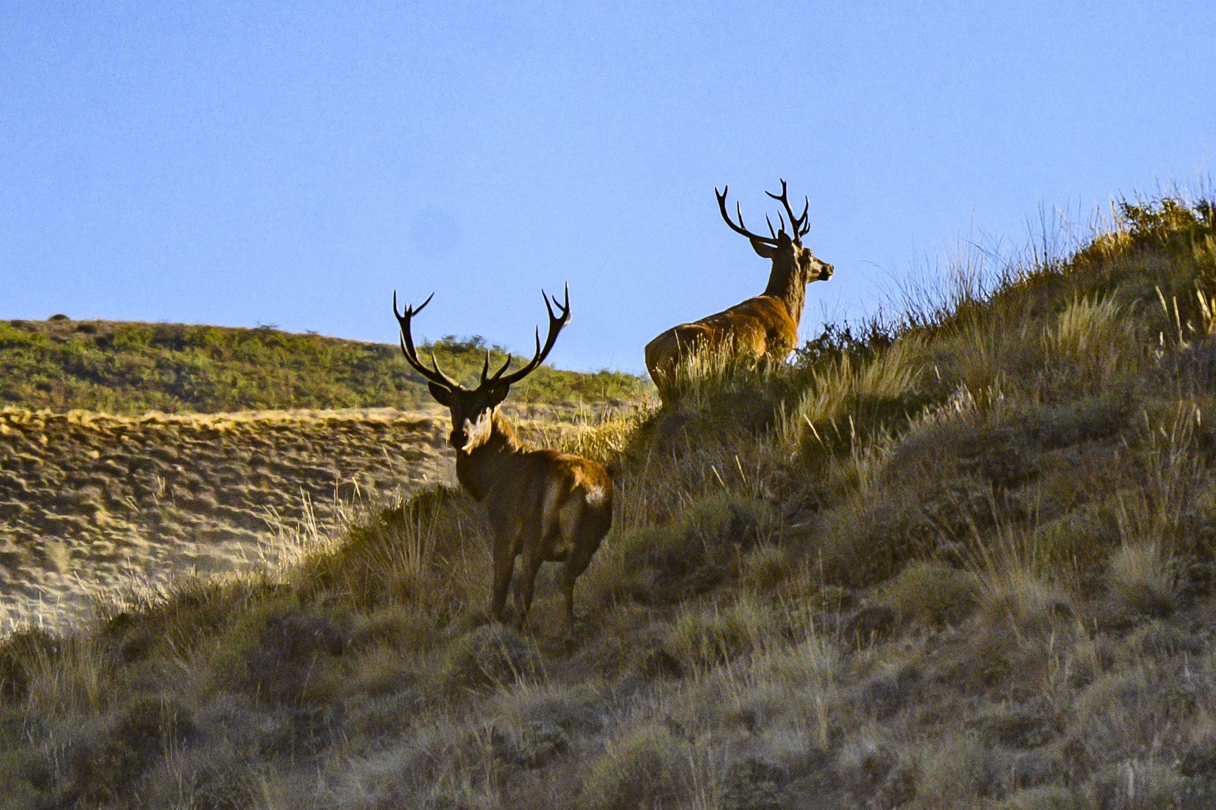 Two stags on ridge at golden hour